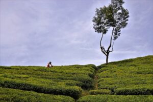 tea plantation 3293812 960 720