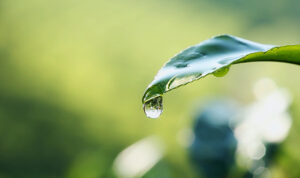 mevlana cay banner 17