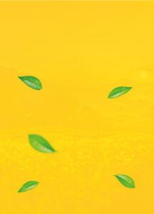 Mevlana background1