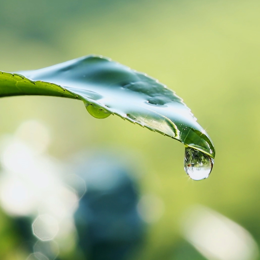 Goran Tee - Mevlana Bardak Poşet Siyah Çay 25'li 5 Goran Tee - Mevlana Bardak Poşet Siyah Çay 25'li - Görsel 5